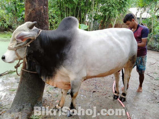 A big white and black colour cow for sale